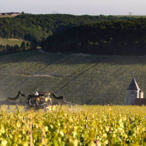 Leucémies aiguës chez les enfants : l'Inserm fait le lien avec l'usage des pesticides dans les vignes