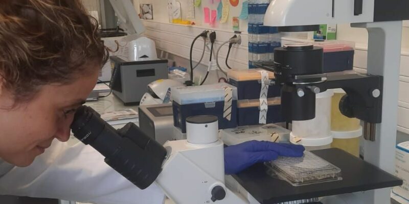 Recherche médicale : des mini-cerveaux pour combattre les cancers pédiatriques