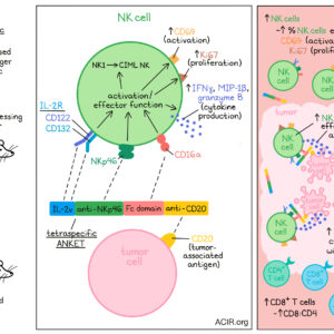 Tetraspecific molecule invites NK cells to kill tumors