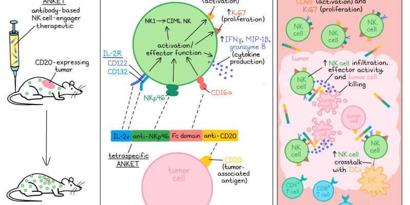 Tetraspecific molecule invites NK cells to kill tumors