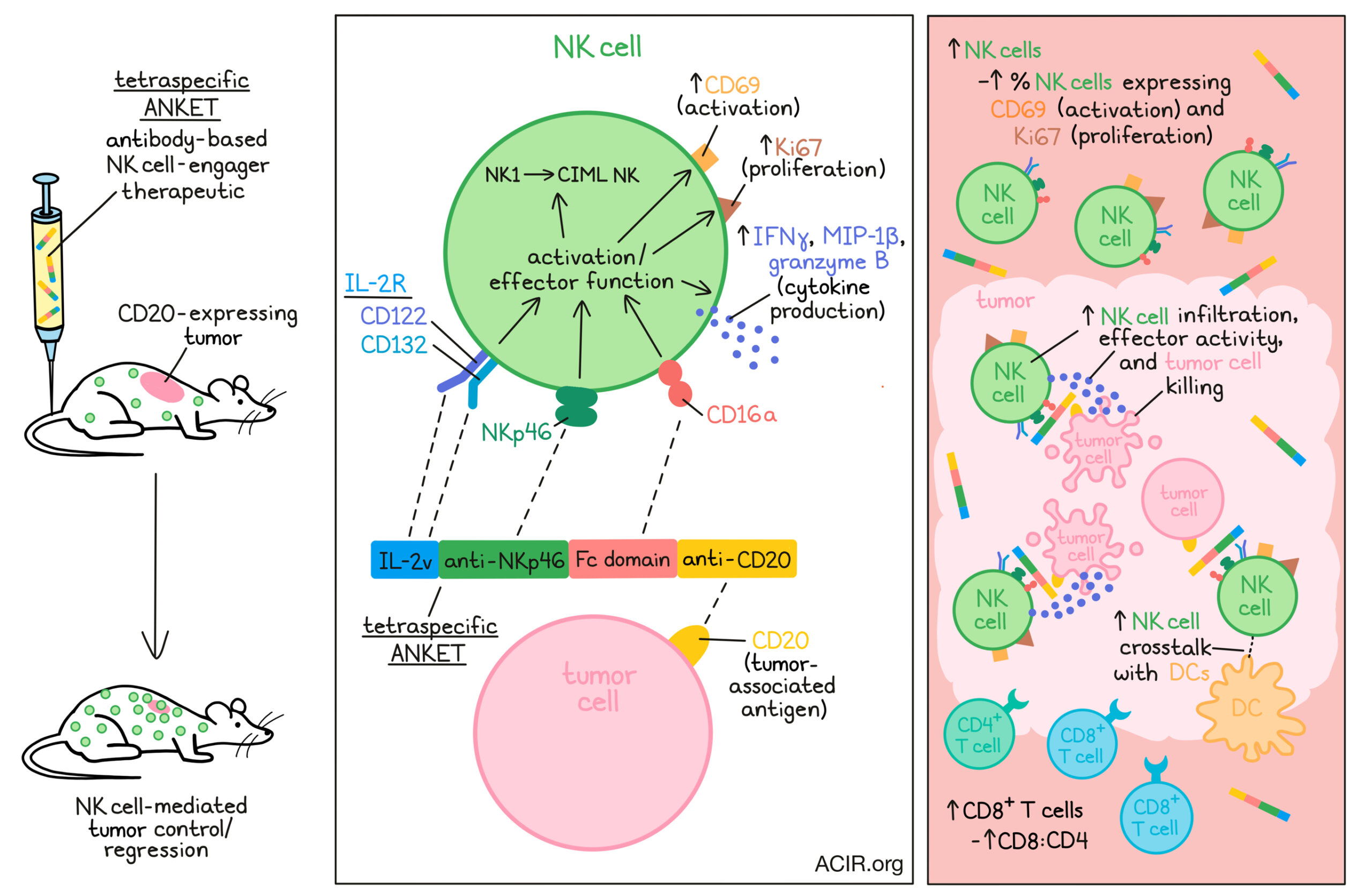 Tetraspecific molecule invites NK cells to kill tumors